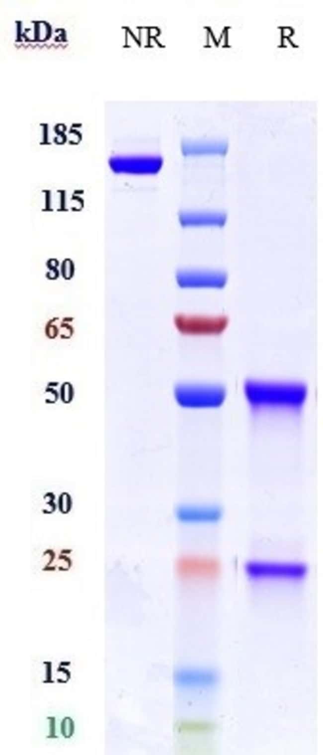 KIR2DL1 BIOSIMILAR RMAB 1 MG