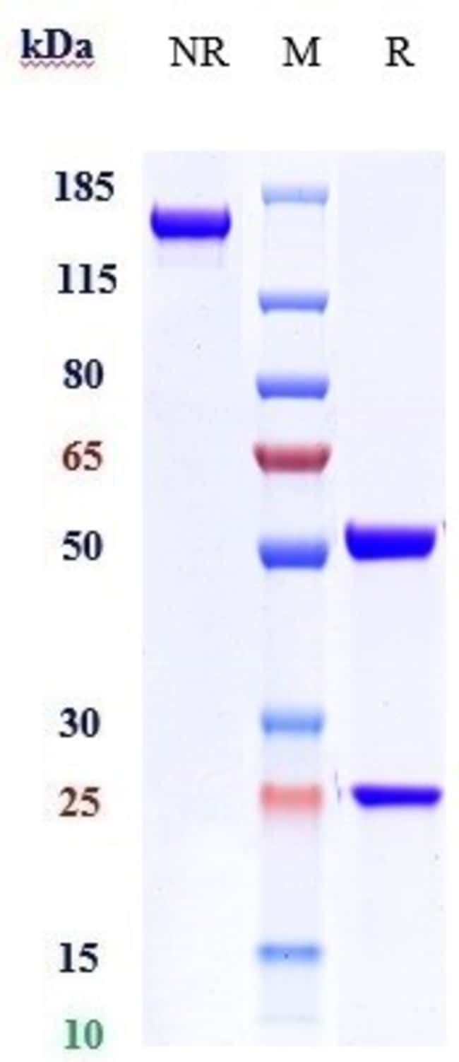 ONTAMALIMAB RMAB 1 MG