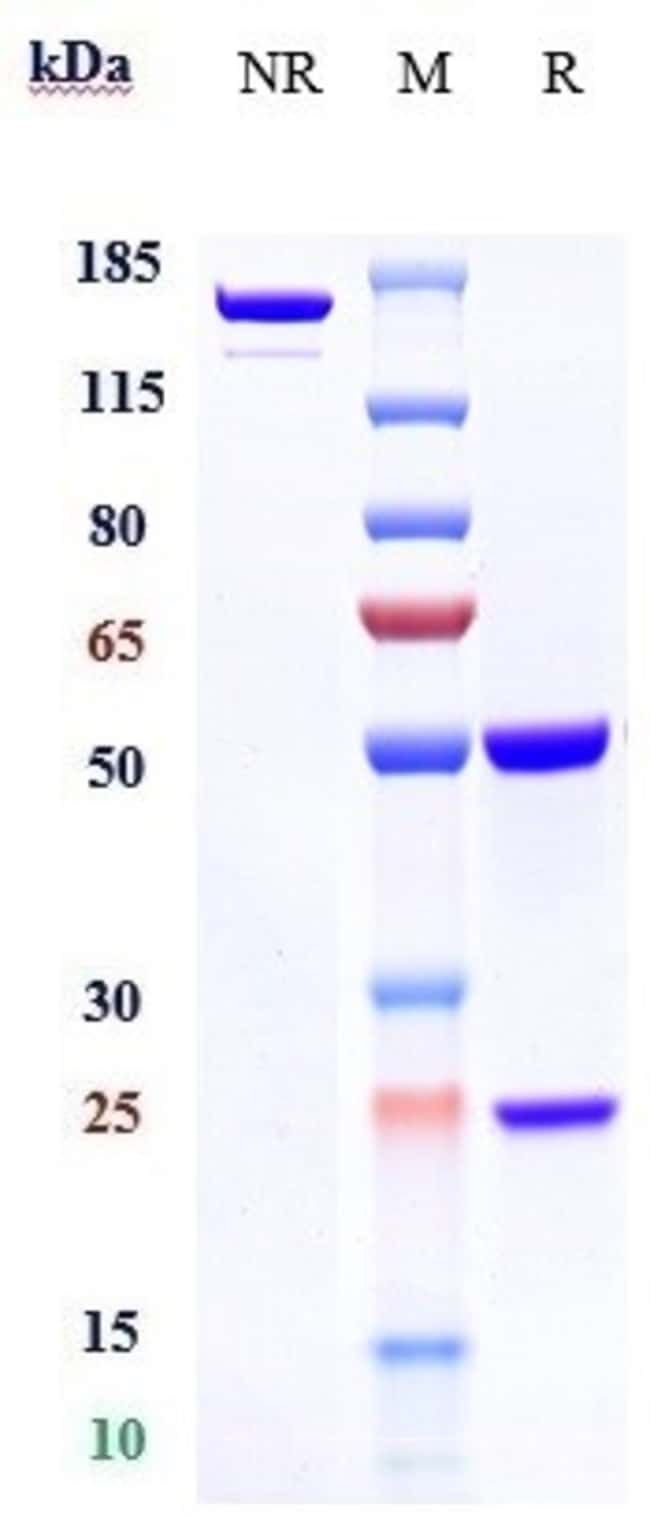 MAGEA3 BIOSIMILAR RMAB 1 MG