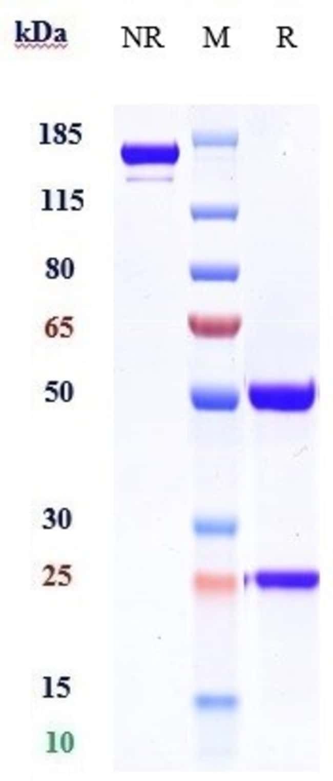 MERTK BIOSIMILAR RMAB 1 MG