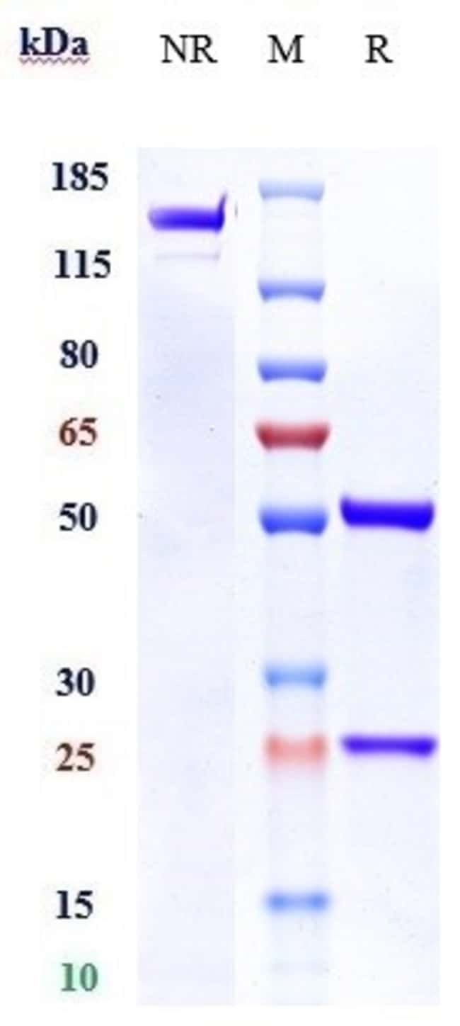 CLIVATUZUMAB RMAB 1 MG