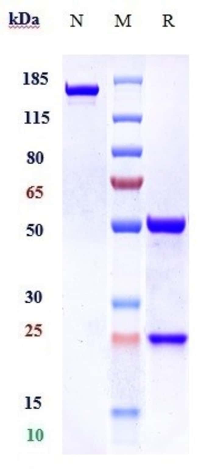 OREGOVOMAB RMAB 1 MG