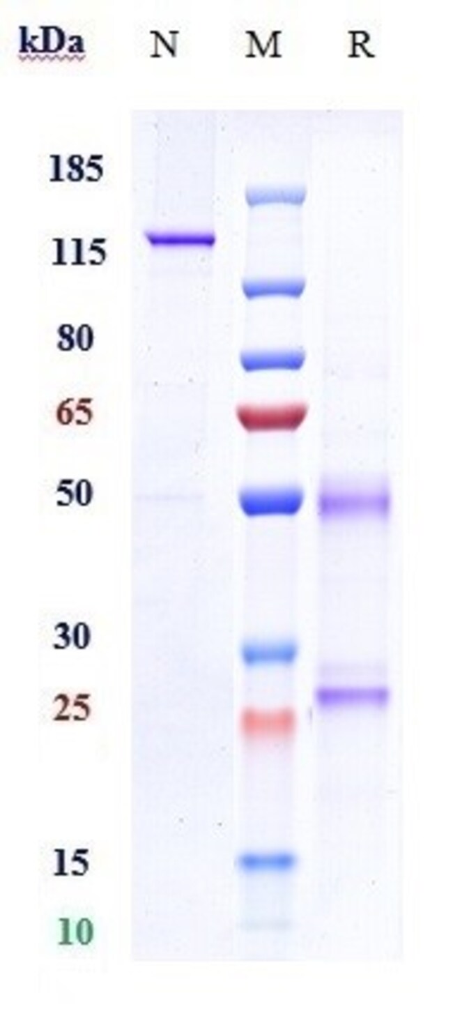 FULRANUMAB RMAB 1 MG