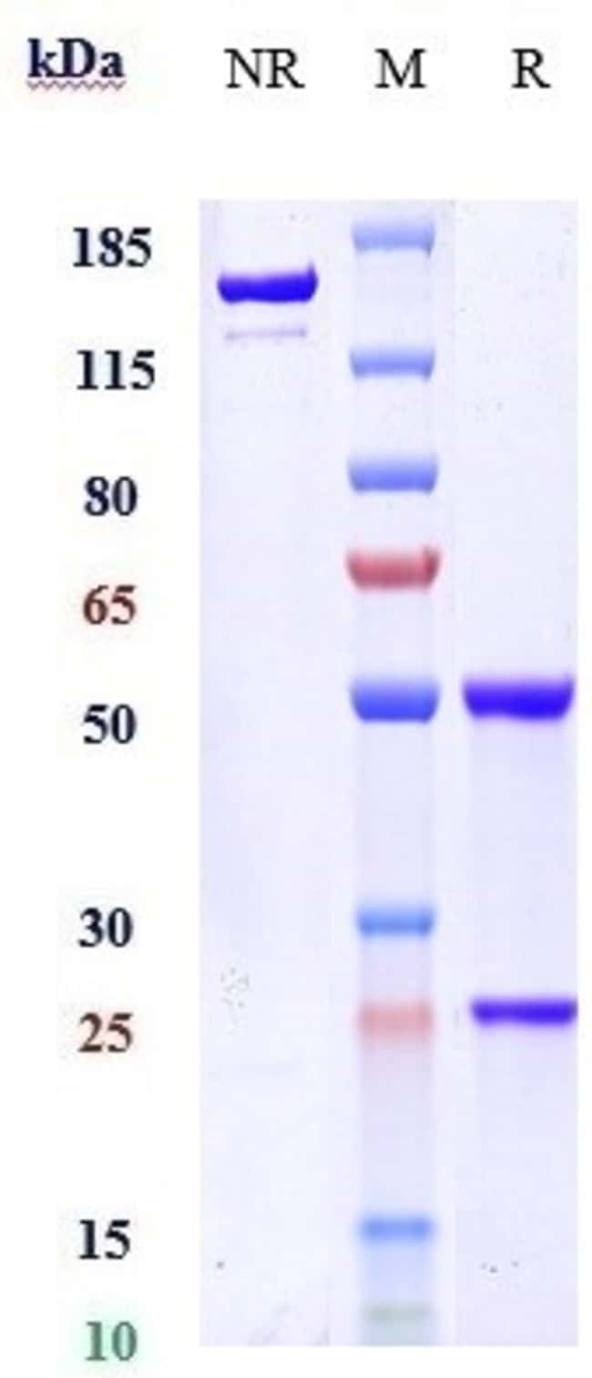 OZANEZUMAB RMAB 1 MG
