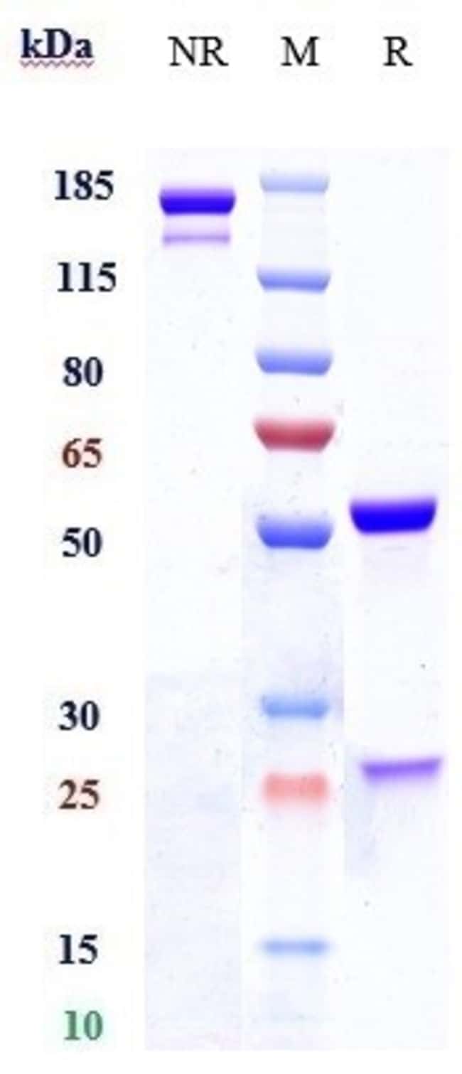 BRONTICTUZUMAB RMAB 1 MG