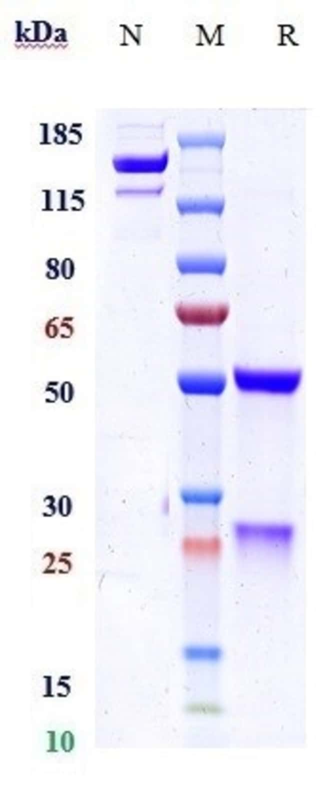 PGLYRP1 BIOSIMILAR RMAB 1 MG