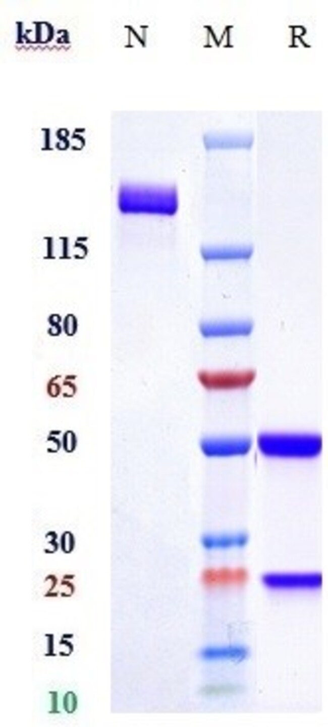 PLA2 BIOSIMILAR RMAB 1 MG