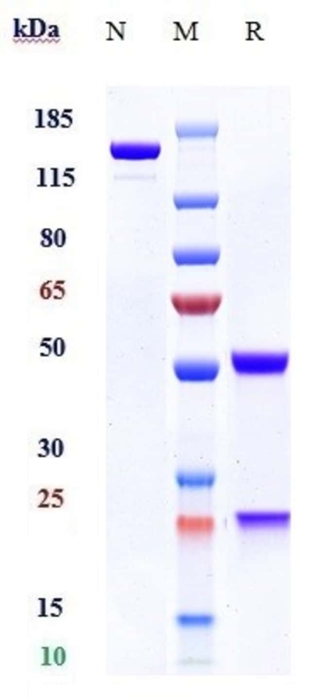 PRAME BIOSIMILAR RMAB 1 MG