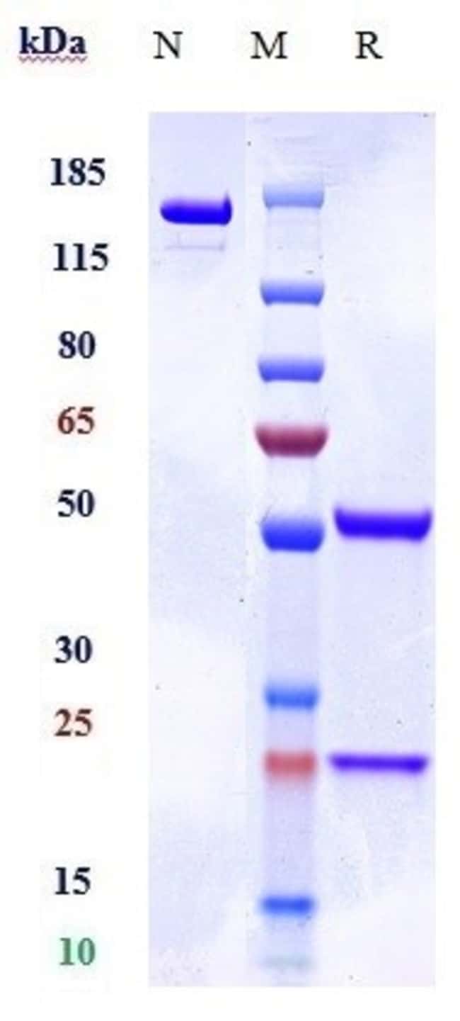 RAGE BIOSIMILAR RMAB 1 MG