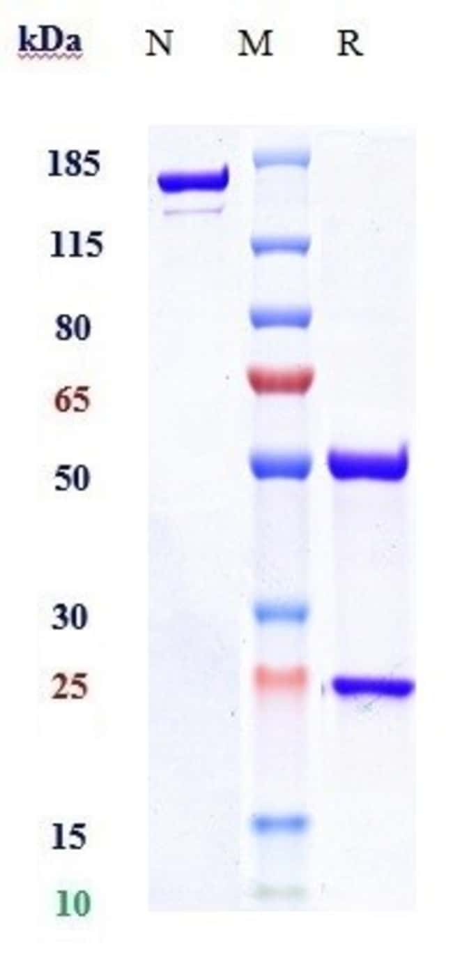 DENOSUMAB RMAB 1 MG