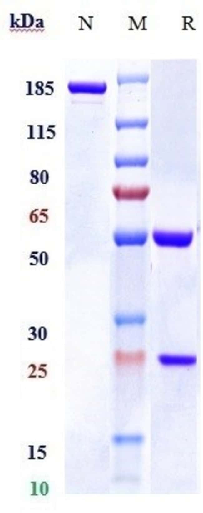 RSPO1 BIOSIMILAR RMAB 1 MG