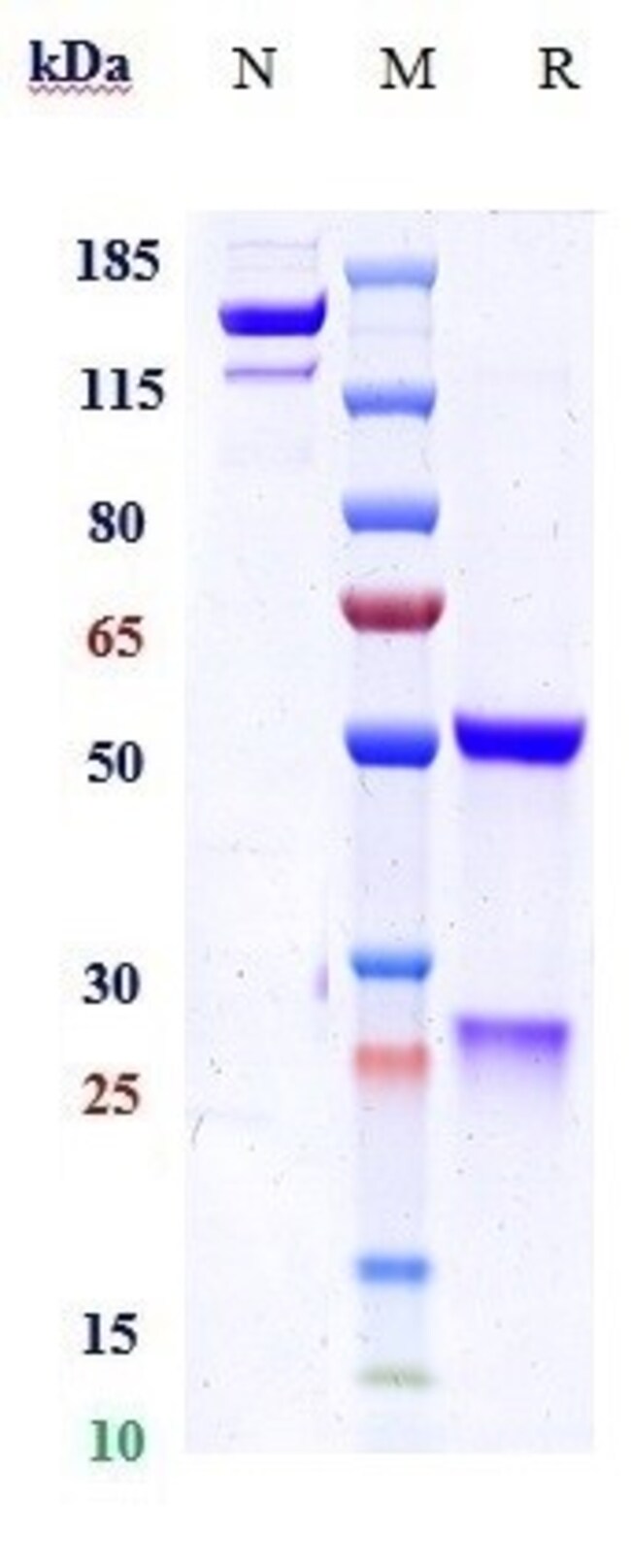 SETRUSUMAB RMAB 1 MG