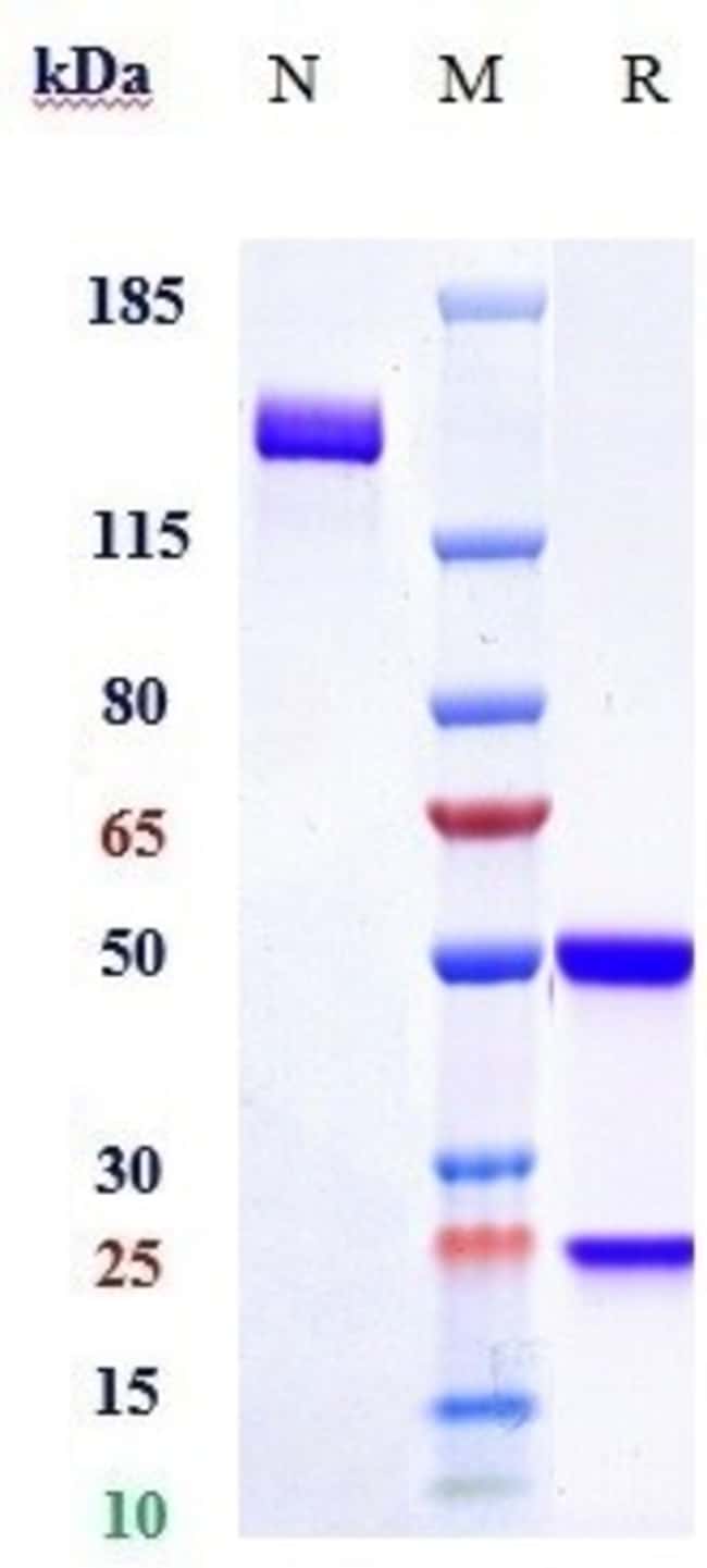 ROMOSOZUMAB RMAB 1 MG