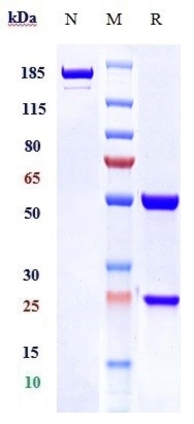 MAPATUMUMAB RMAB 1 MG
