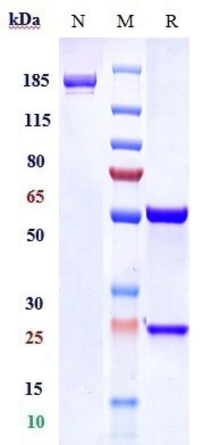TRKA BIOSIMILAR RMAB 1 MG