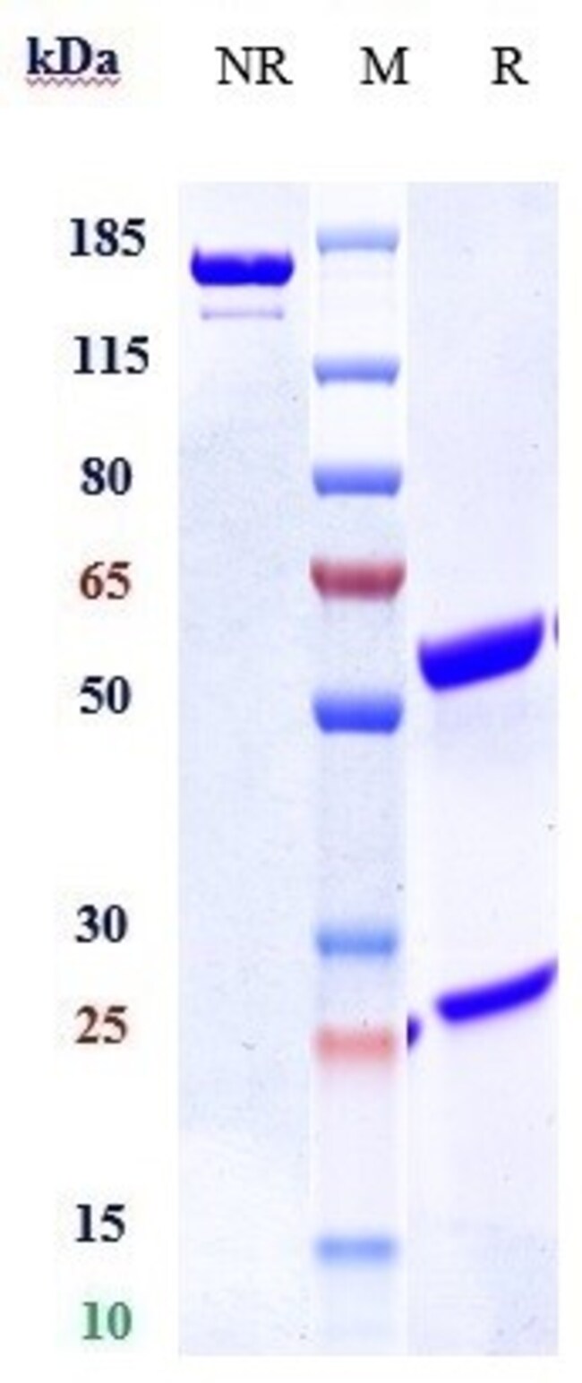 ENAVATUZUMAB RMAB 1 MG