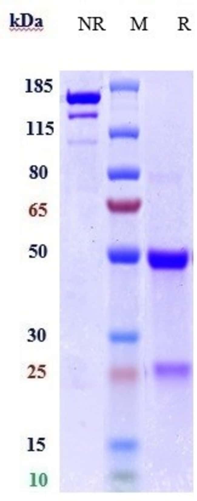 TYRO3 BIOSIMILAR RMAB 1 MG