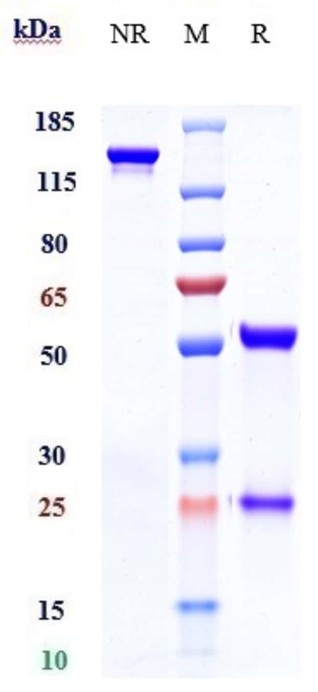 TIMOLUMAB RMAB 1 MG