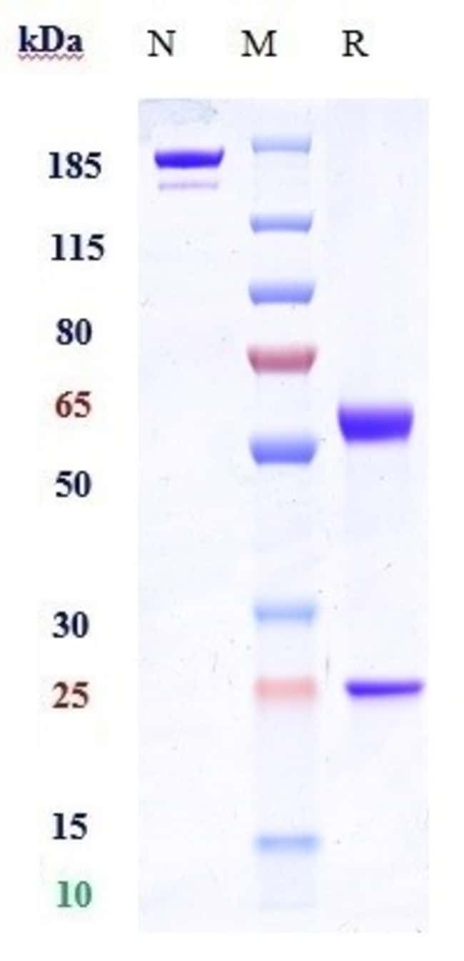 TABITUXIMAB RMAB 1 MG