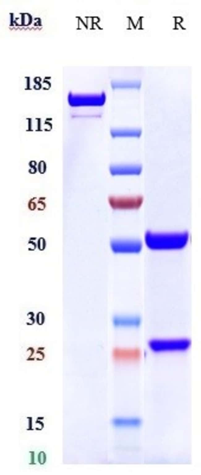 ITOLIZUMAB RMAB 1 MG