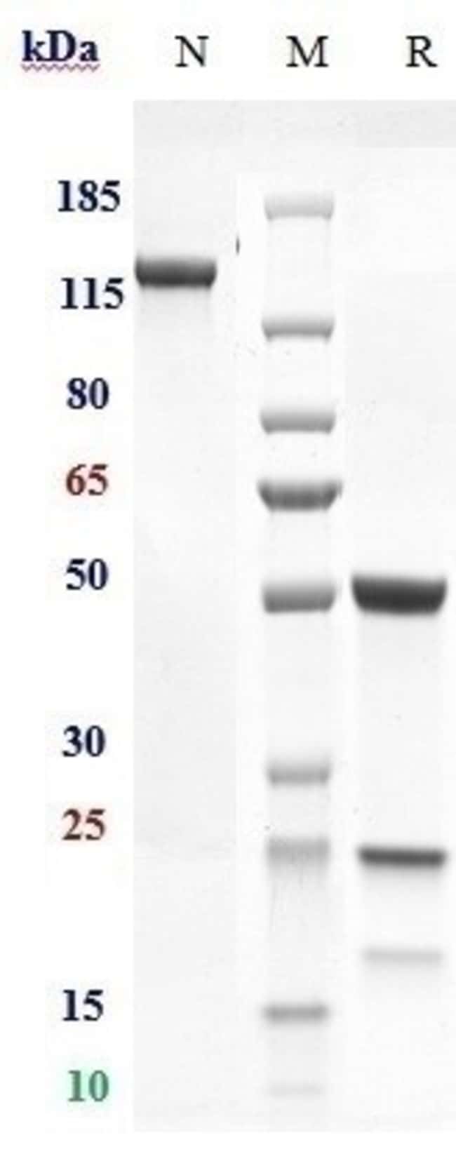 MURLENTAMAB RMAB 1 MG