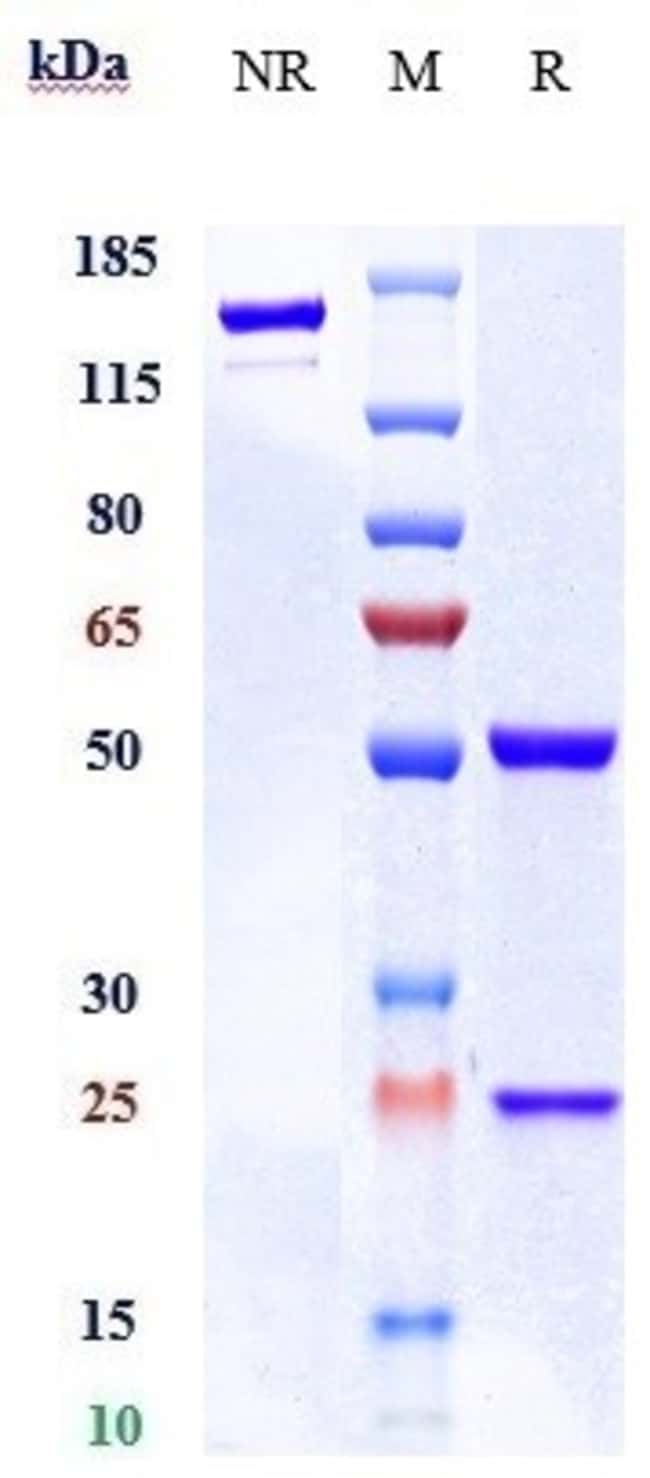 CAROTUXIMAB RMAB 1 MG