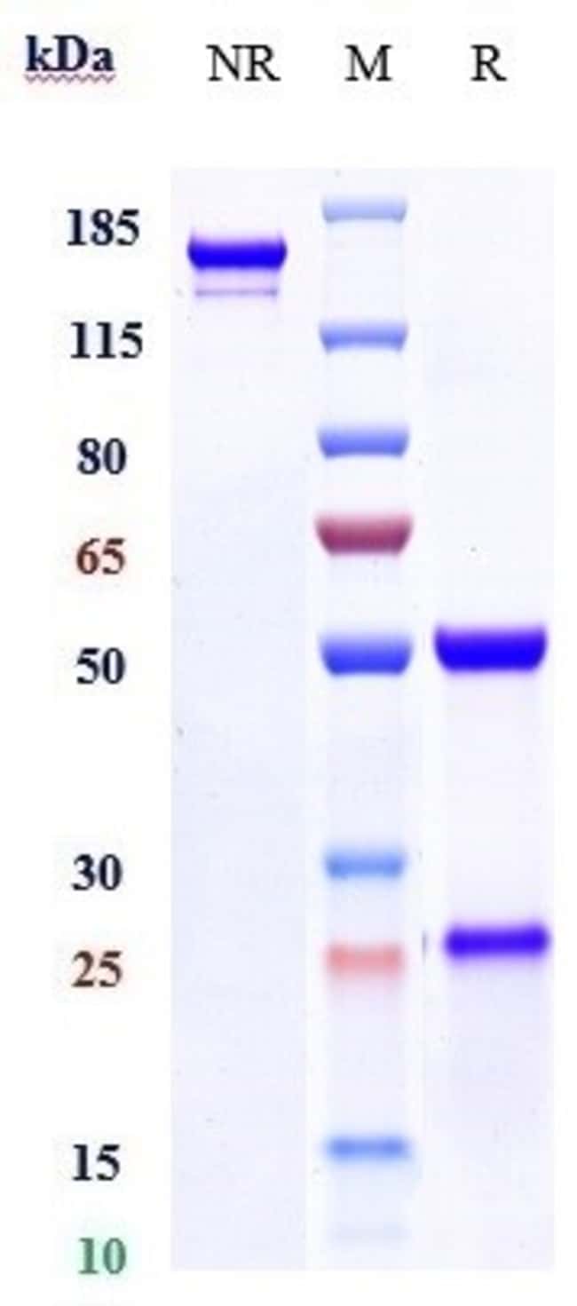 ADALIMUMAB RMAB 1 MG