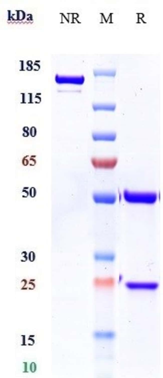 BUROSUMAB RMAB 1 MG