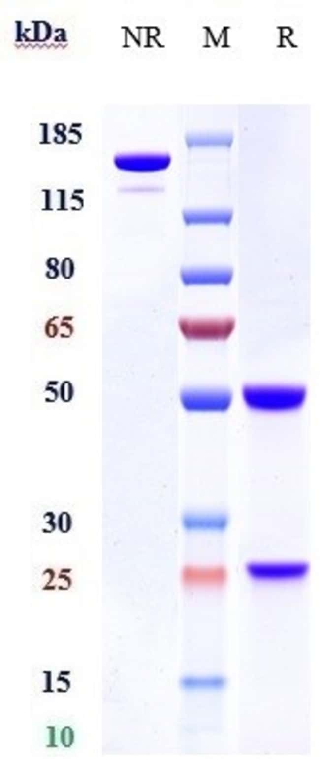 COMPLEMENT C3 BIOSIMILAR RMAB 1 MG