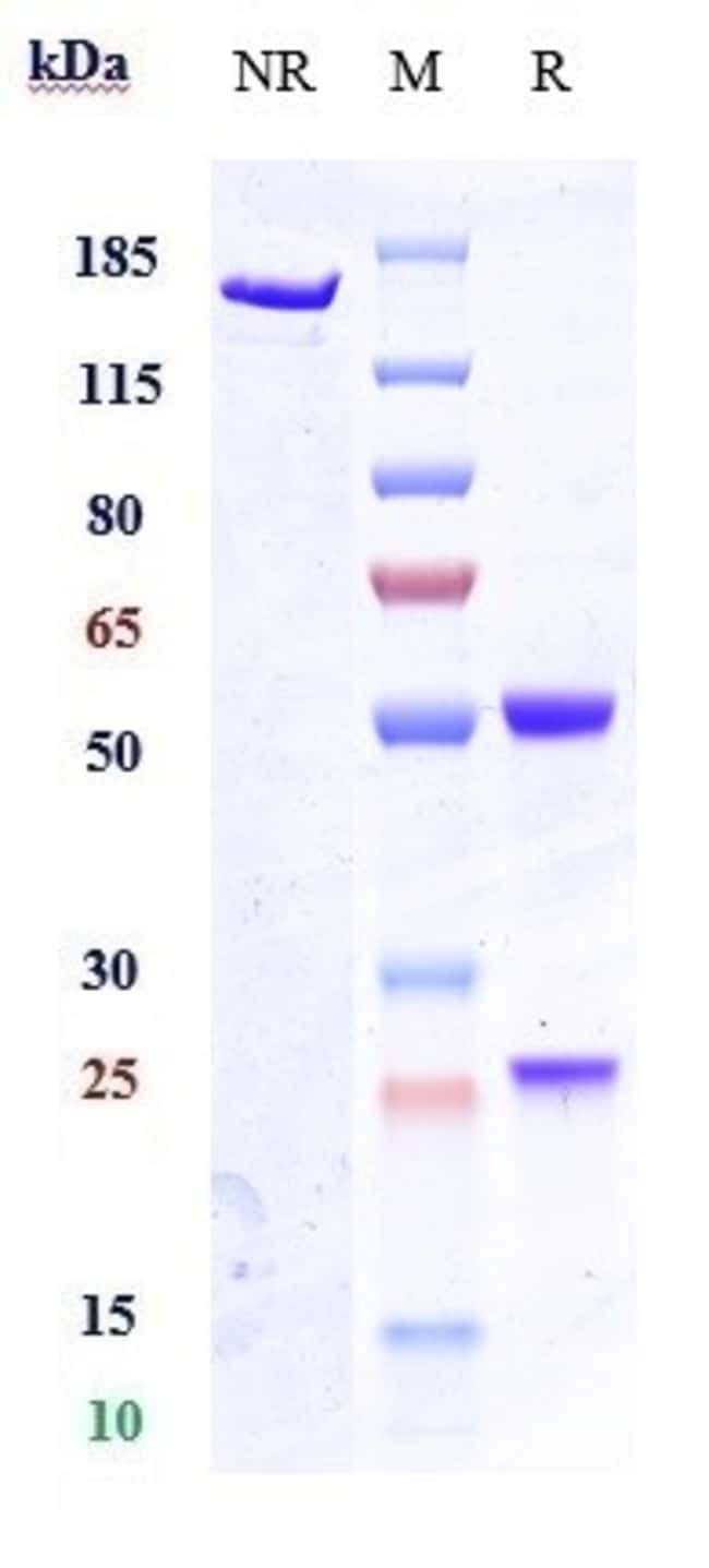 ANUMIGILIMAB RMAB 1 MG