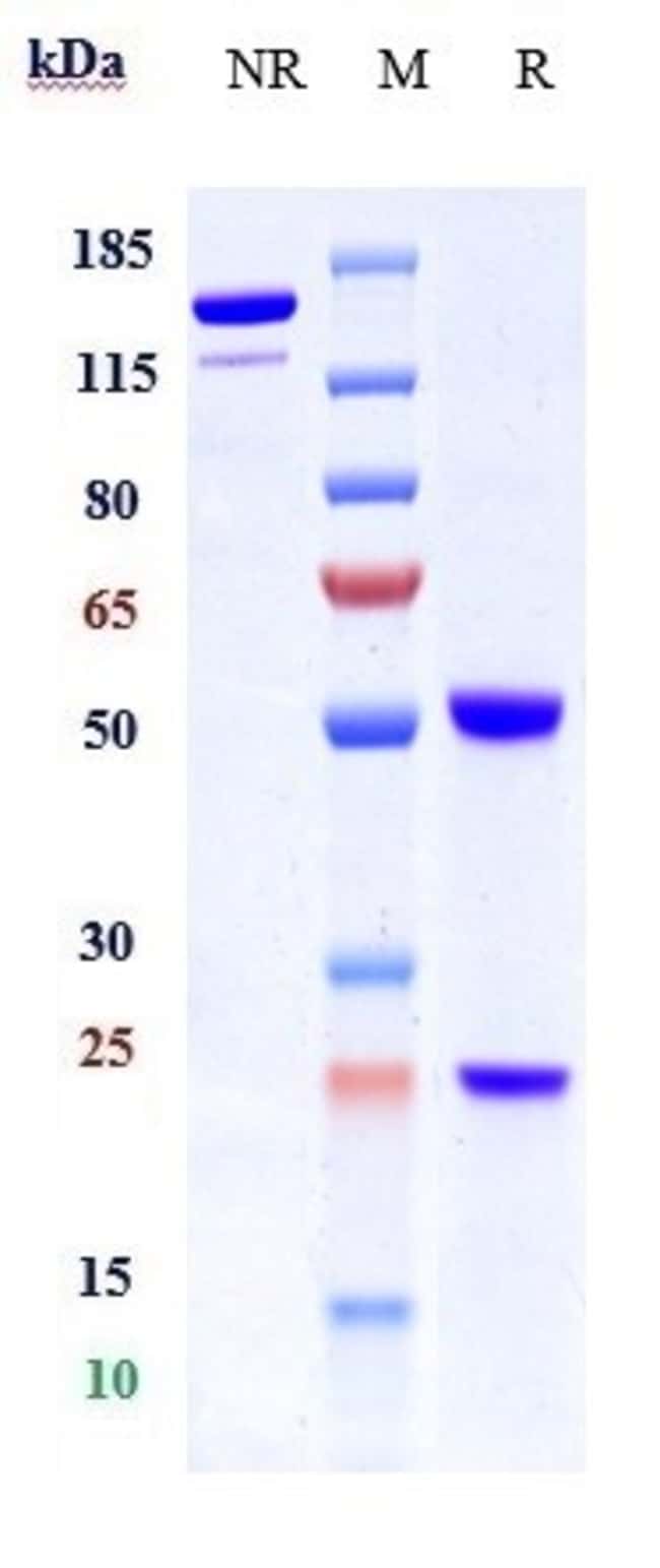 INTEGRIN BETA 1 (CD29) BI RMAB 100 UG