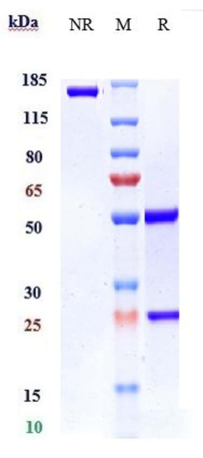 VEGFB BIOSIMILAR RMAB 1 MG