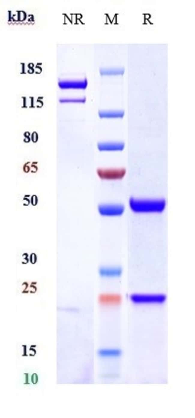 GARETOSMAB RMAB 1 MG