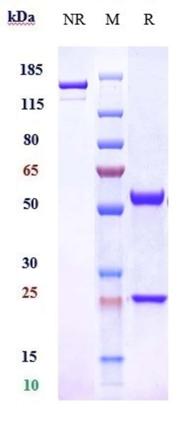 ENIBARCIMAB RMAB 1 MG
