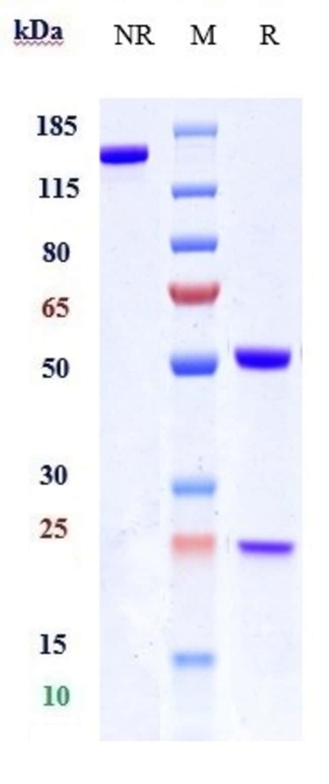 EBLASAKIMAB RMAB 1 MG