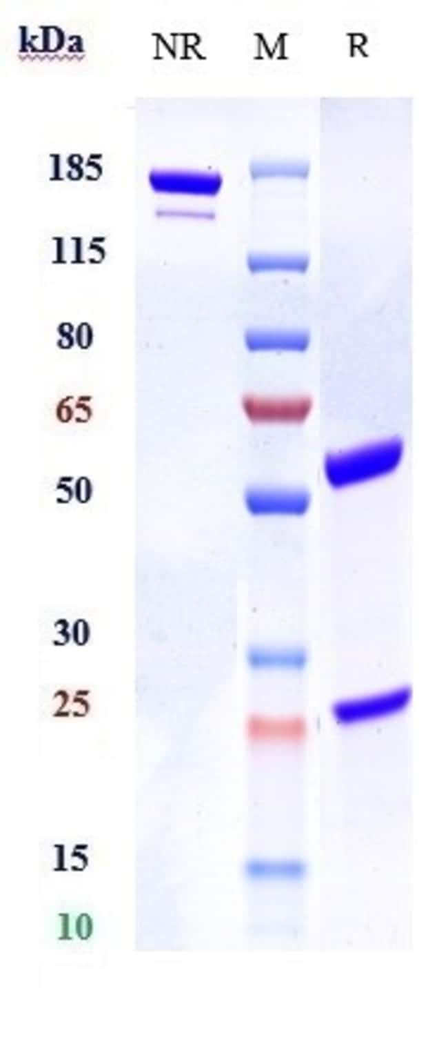 BAPOTULIMAB RMAB 1 MG