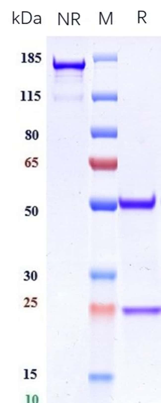ITGAV/ITGB6 BIOSIMILAR RMAB 1 MG
