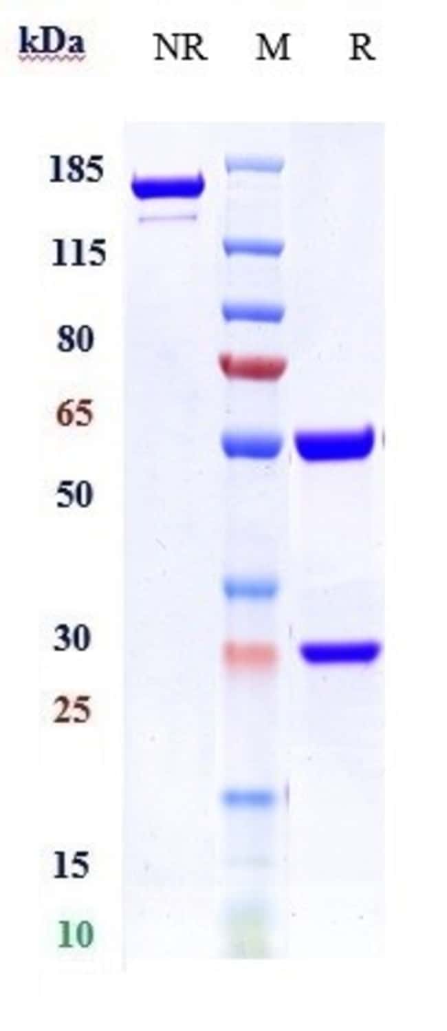MILATUZUMAB RMAB 1 MG