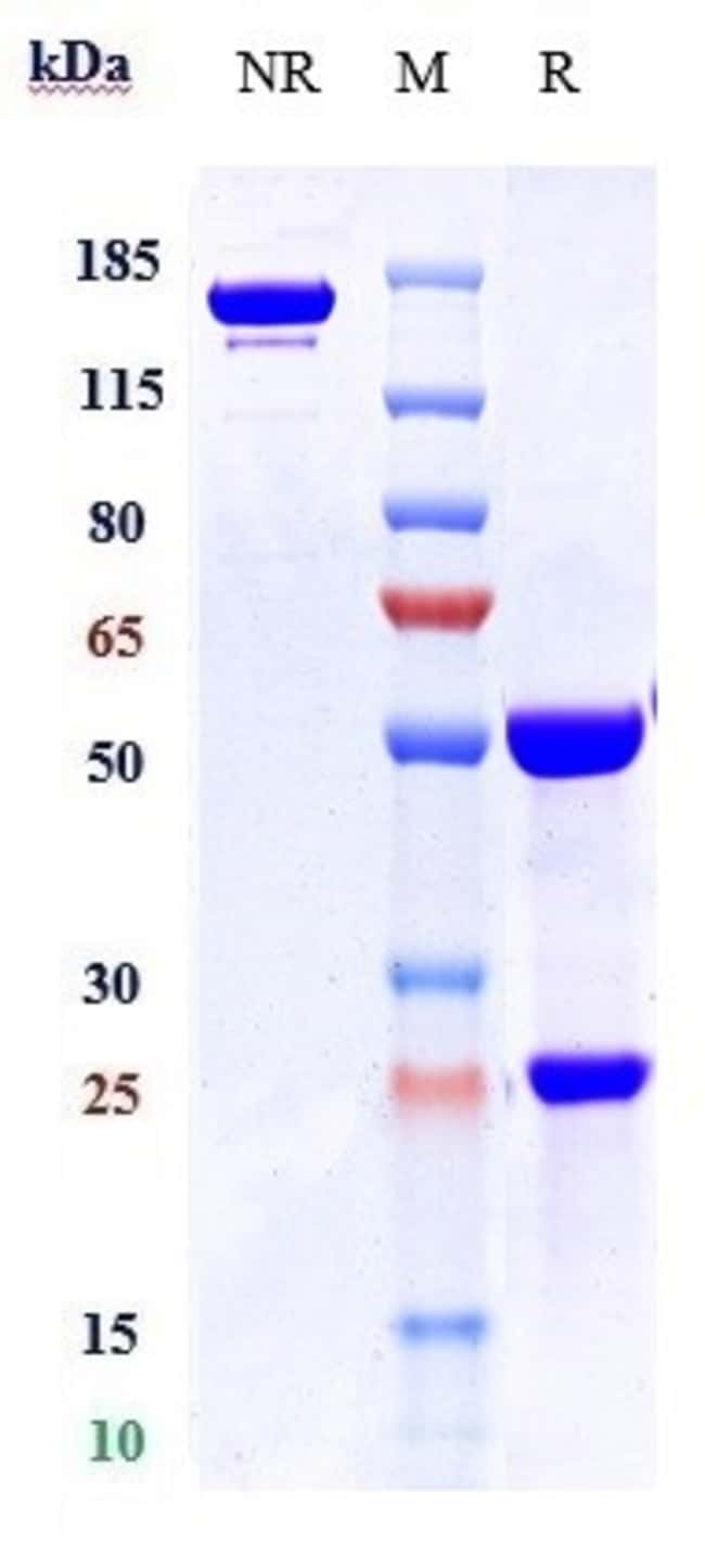 APAMISTAMAB RMAB 1 MG