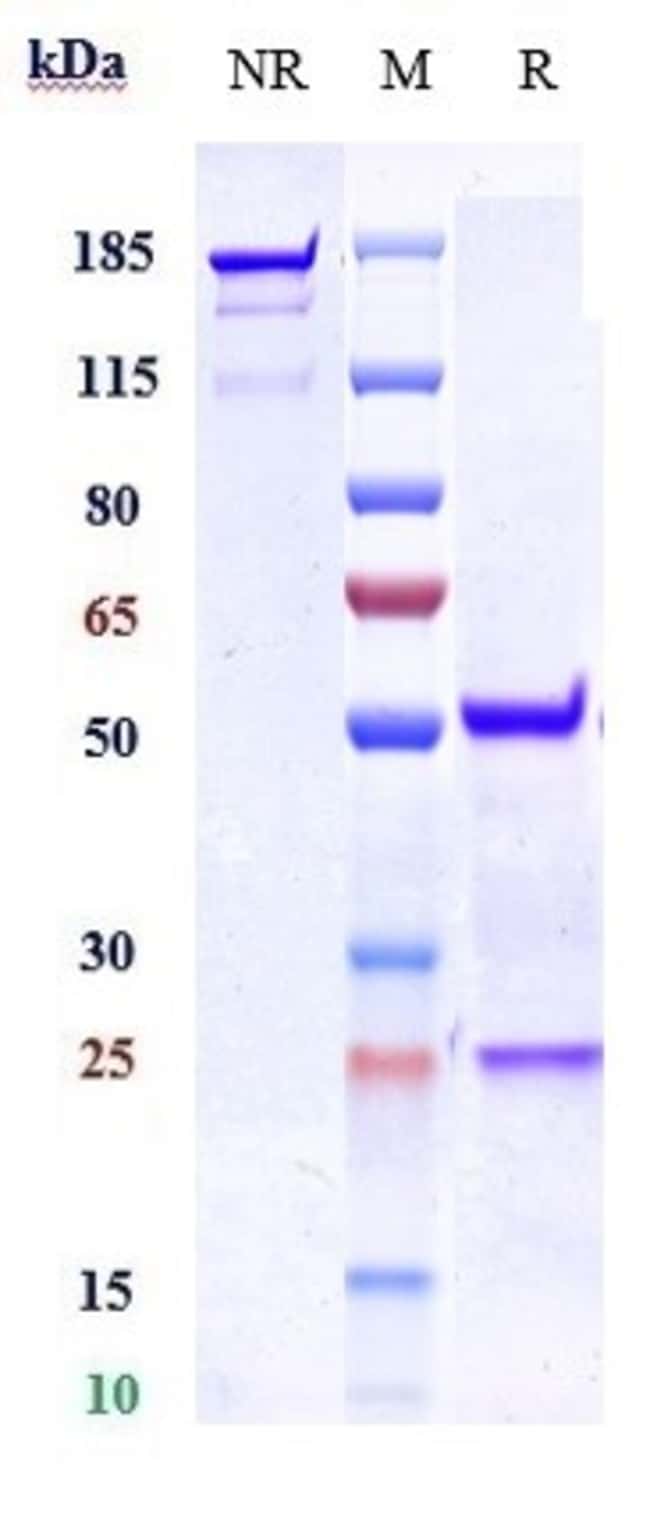 CRTH2 (CD294) BIOSIMILAR RMAB 1 MG