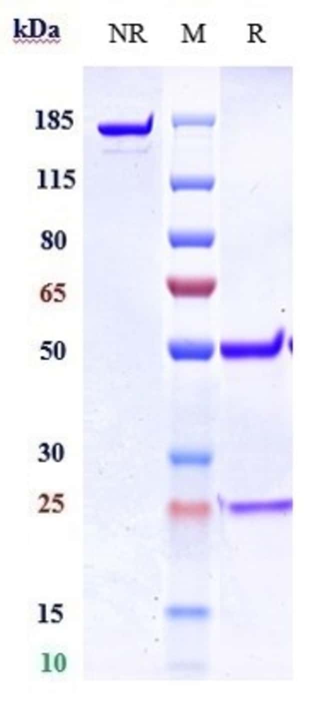 GREM1 BIOSIMILAR RMAB 1 MG