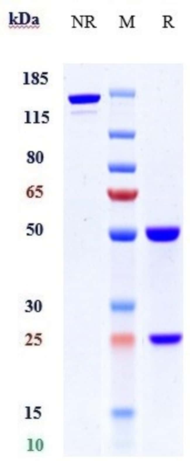 PACAP-38 BIOSIMILAR RMAB 1 MG