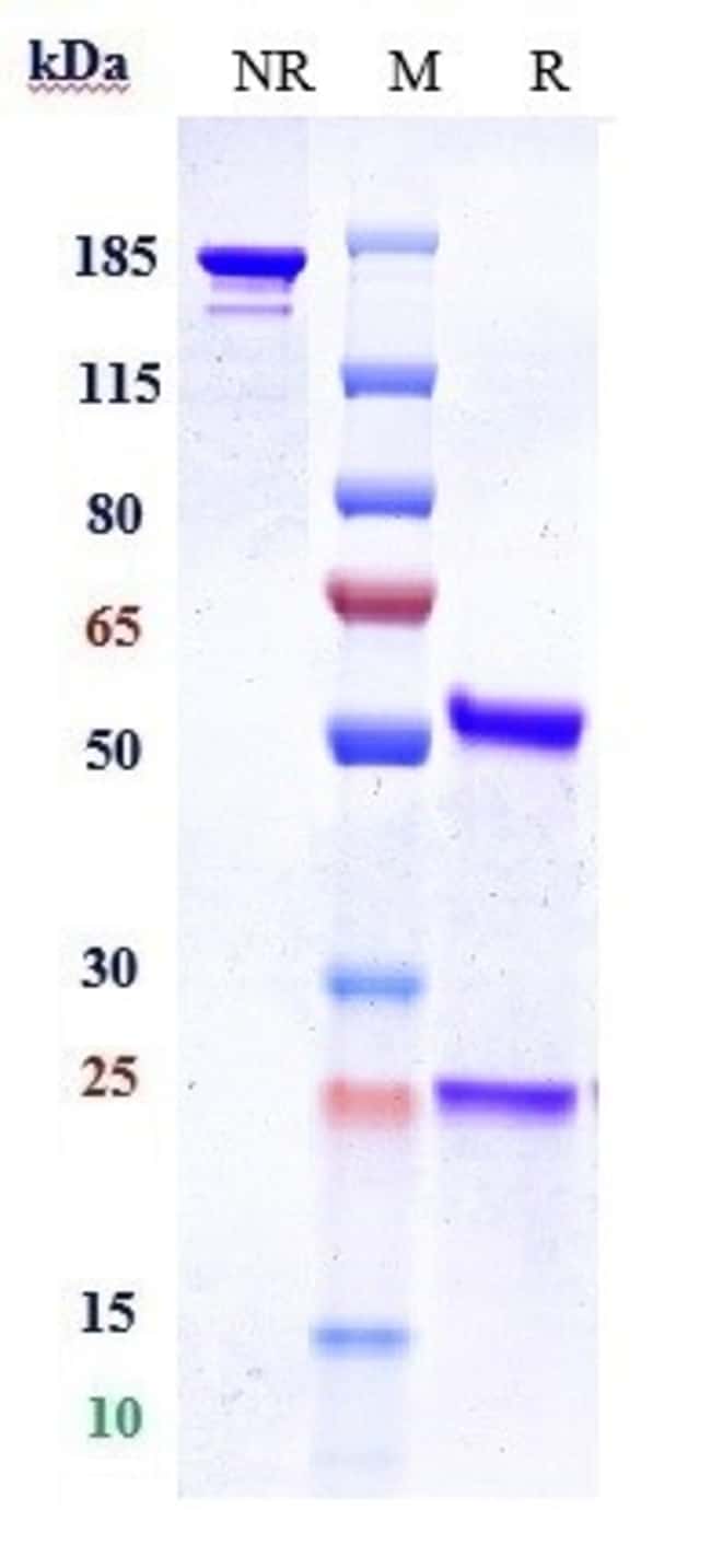 PROPERDIN BIOSIMILAR RMAB 1 MG