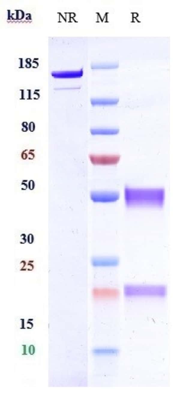 HFE2 BIOSIMILAR RMAB 1 MG
