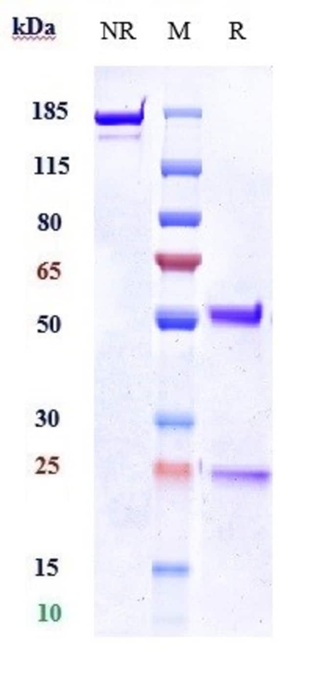 KALLIKREIN 5 BIOSIMILAR RMAB 1 MG
