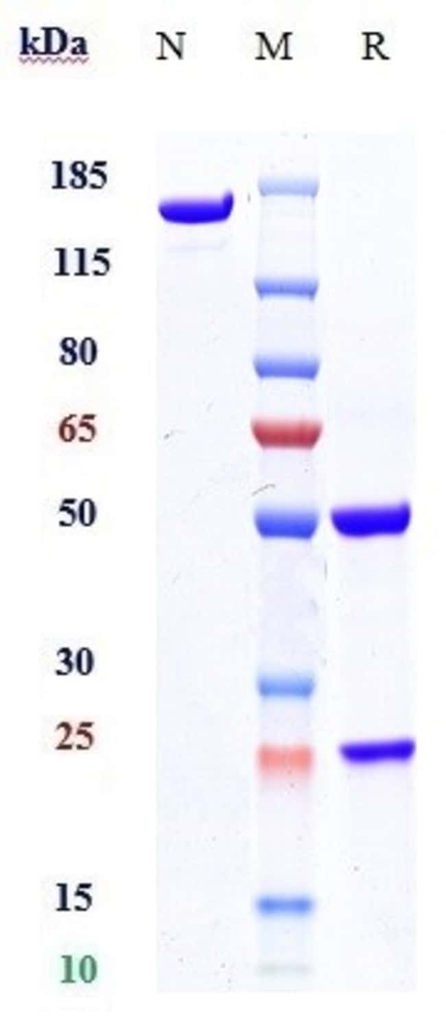 ORAI1 BIOSIMILAR RMAB 1 MG