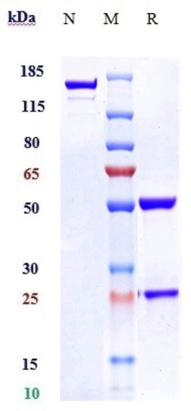 PAI1 BIOSIMILAR RMAB 1 MG
