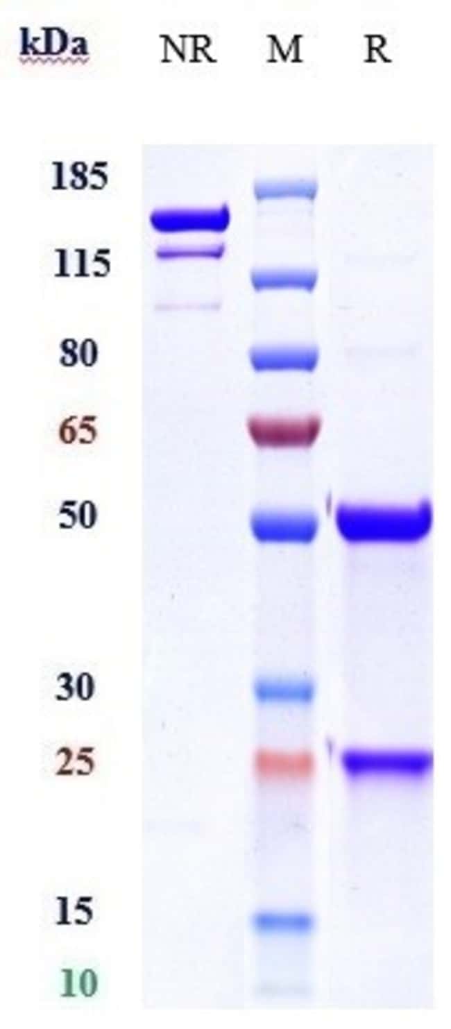 TMEFF2 BIOSIMILAR RMAB 1 MG