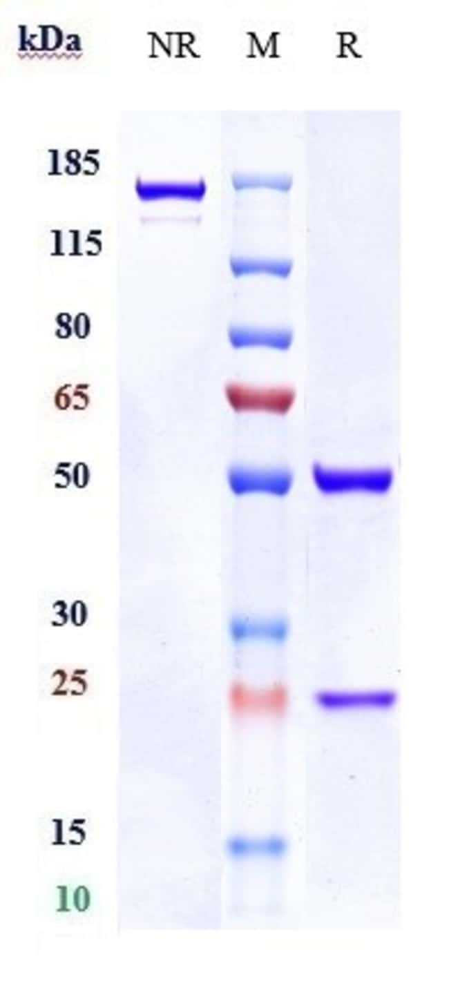 DOG-1 BIOSIMILAR RMAB 1 MG