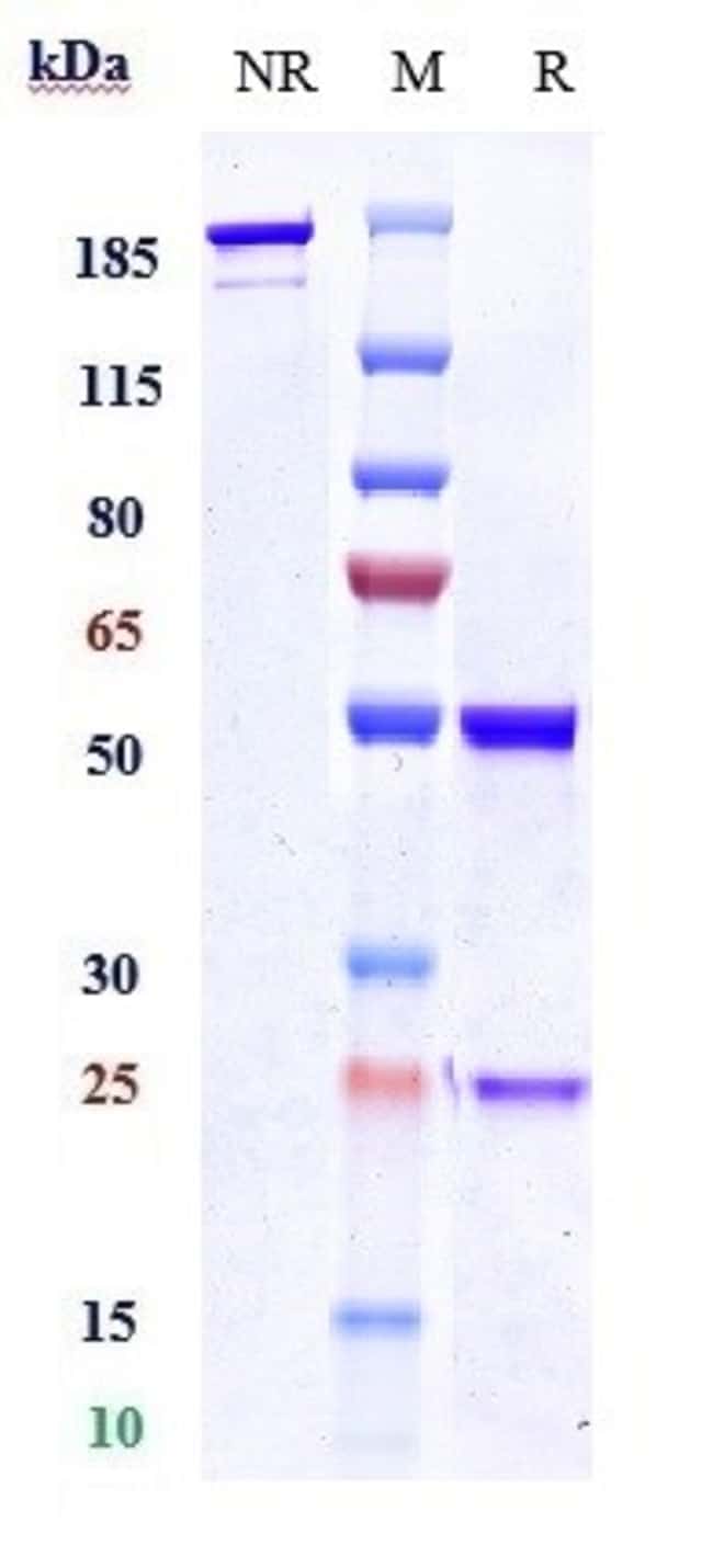 UBIQUITIN C BIOSIMILAR RMAB 1 MG